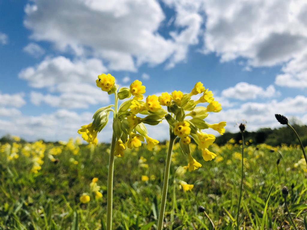 Cowslips at Weekley Hall Wood and Wildflower Meadow