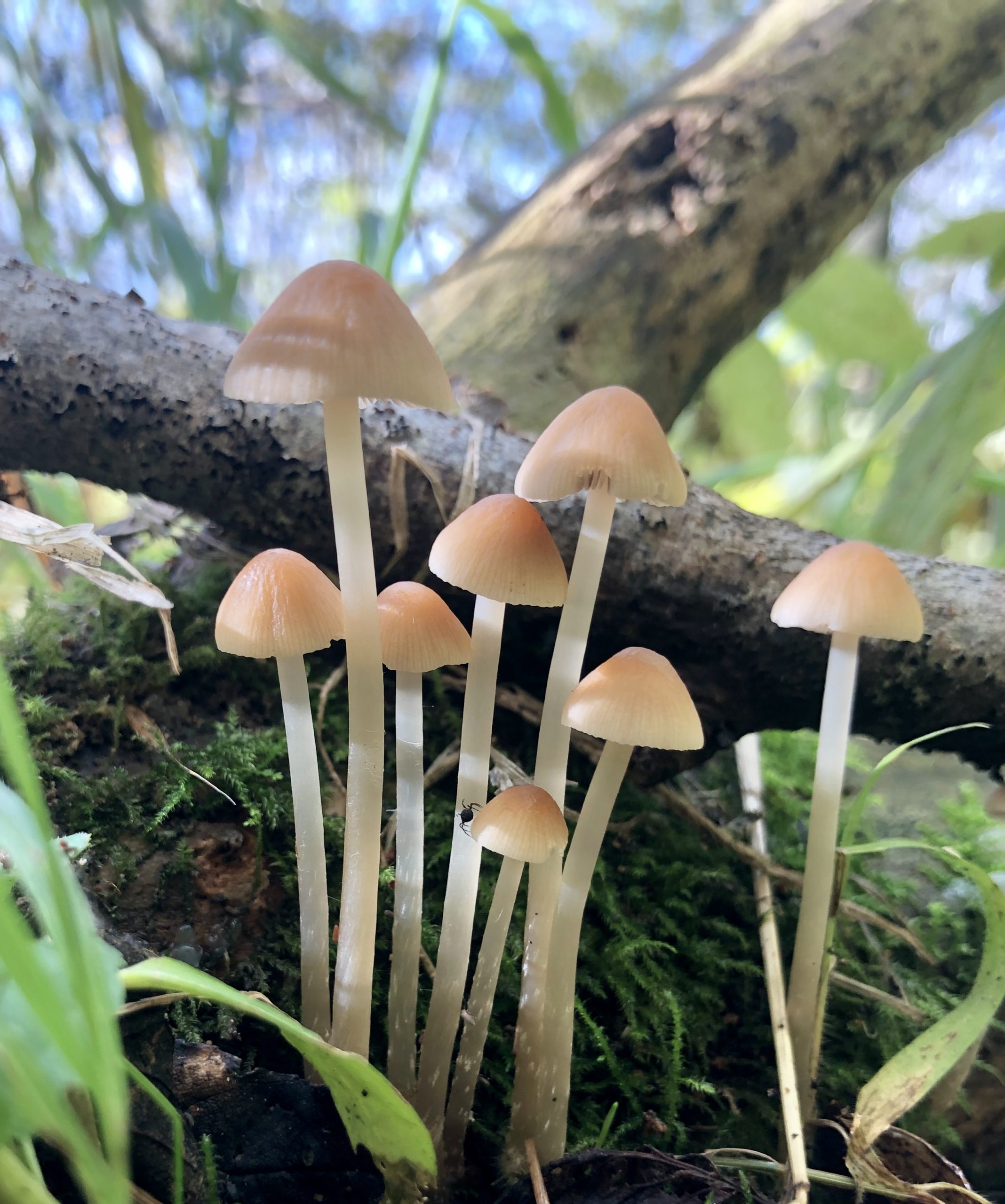 Cowslips at Weekley Hall Wood and Wildflower Meadow