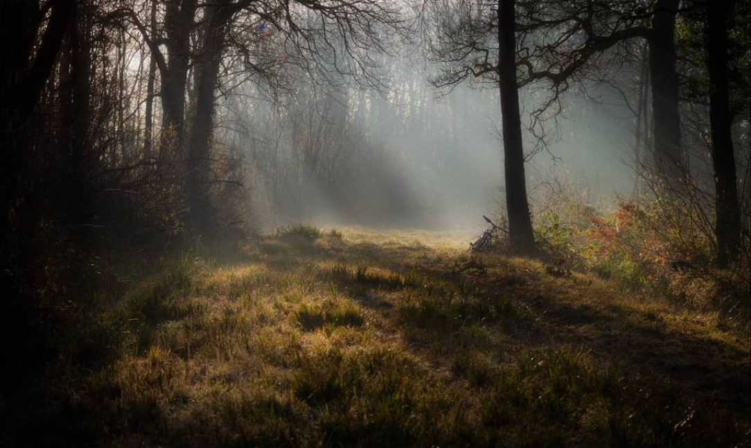 Cowslips at Weekley Hall Wood and Wildflower Meadow